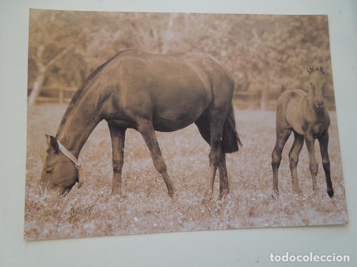 Fotograf&iacute;a antigua: C. NU&Ntilde;EZ - FOTOGRAF&Iacute;A - YEGUA Y POTRO - MIDE 28X20 CM.