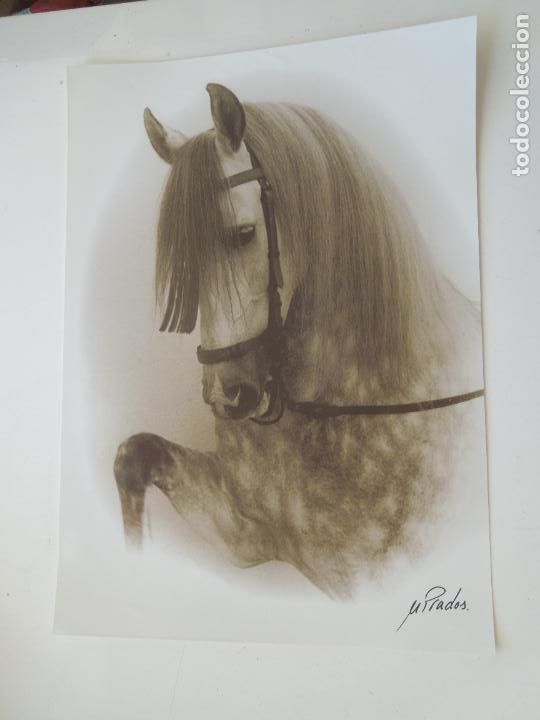 Fotograf&iacute;a antigua: MANUEL PRADOS - FOTOGRAF&Iacute;A CABALLO - TAURINA - MIDE 28X20 CM.