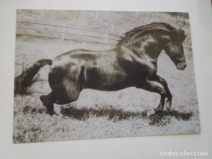 Fotograf&iacute;a antigua: MANUEL PRADOS - FOTOGRAF&Iacute;A CABALLO - TAURINA - MIDE 28X20 CM.