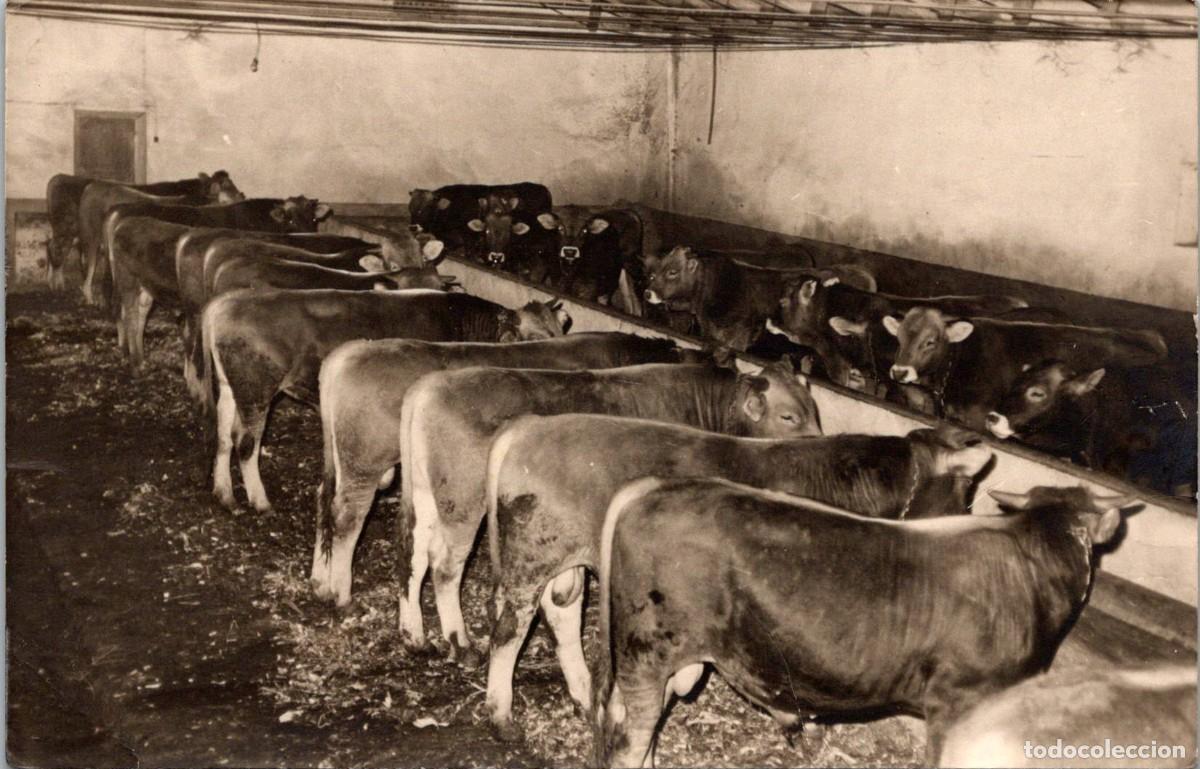 Fotografia antiga: Villena (Alicante) - Granja de Terneros - Abril 196? - Reportajes El Avi&oacute;n - Fotograf&iacute;a 139x90mm