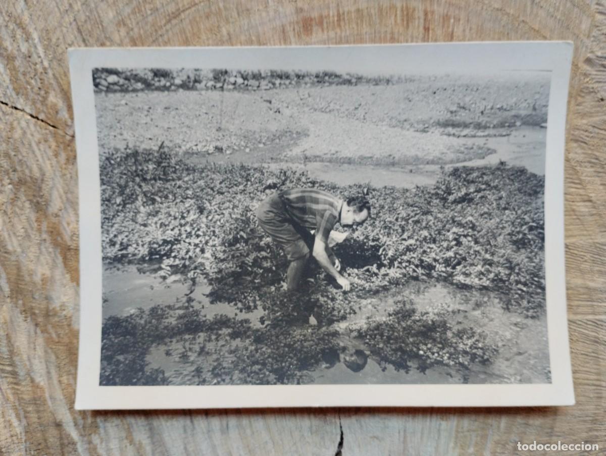 Fotograf&iacute;a antigua: Fotograf&iacute;a antigua de hombre cogiendo berros junto al r&iacute;o frente a Plaza Toros de N&aacute;jera, La Rioja.