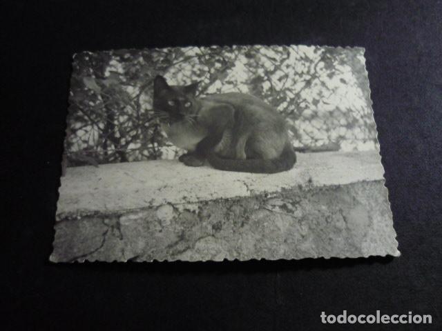 Fotografia antiga: GATO ANTIGUA FOTOGRAFIA 7 X 10 CMTS