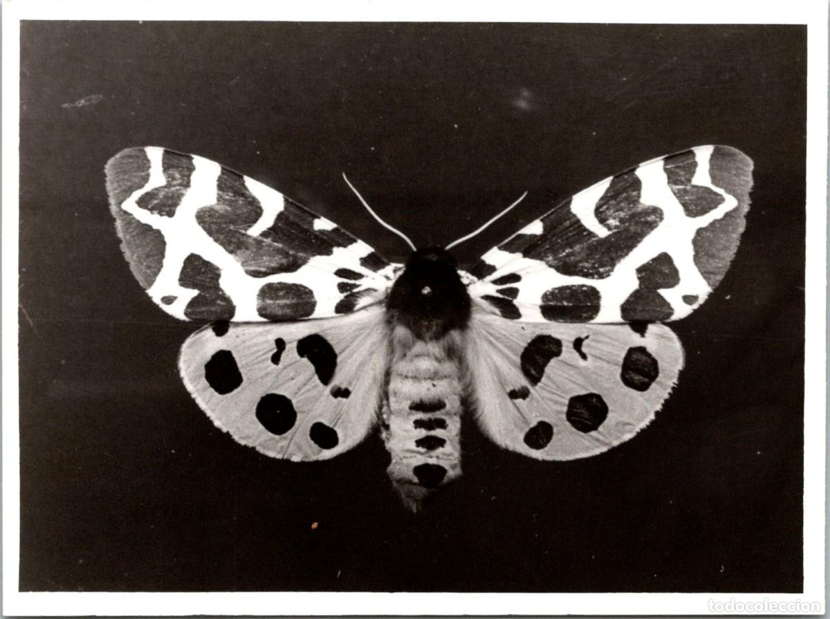 Alte Fotografie: Mariposa - Lepidoptera (08) - Fotograf&iacute;a - 120x89mm