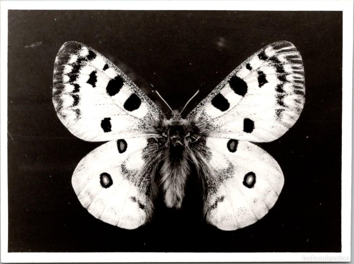 Fotografia antiga: Mariposa - Lepidoptera (09) - Fotograf&iacute;a - 120x89mm
