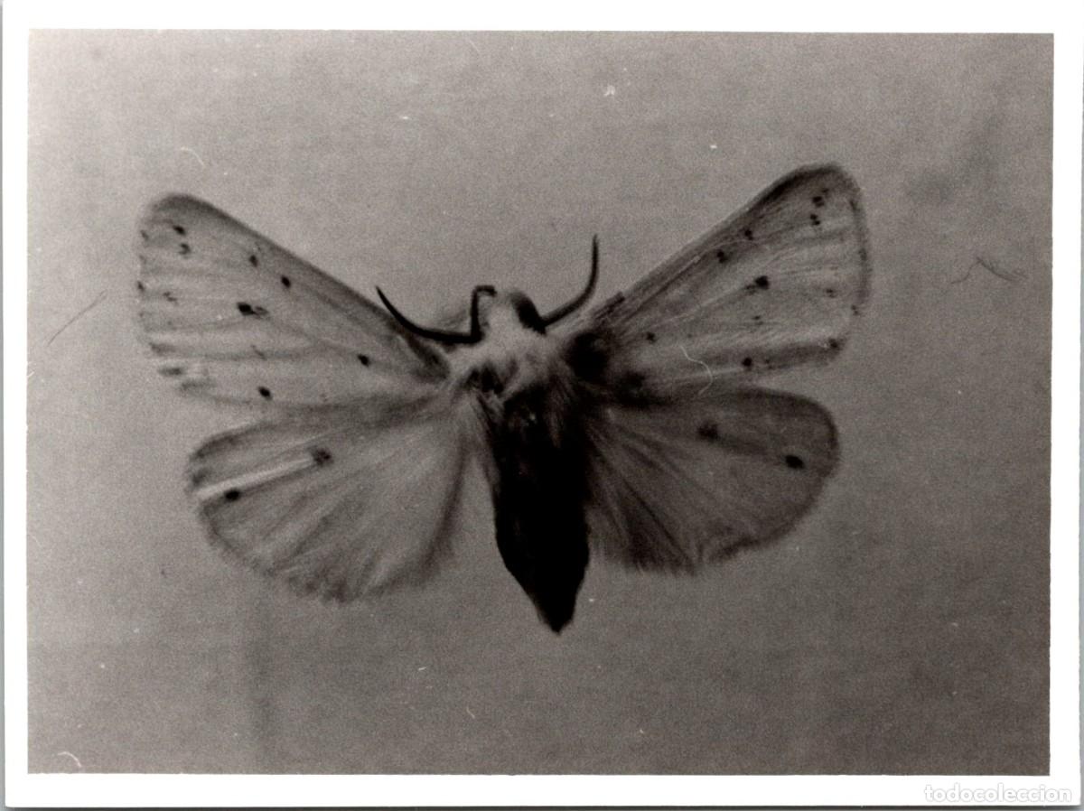 Fotografia antiga: Mariposa - Lepidoptera (11) - Fotograf&iacute;a - 120x89mm