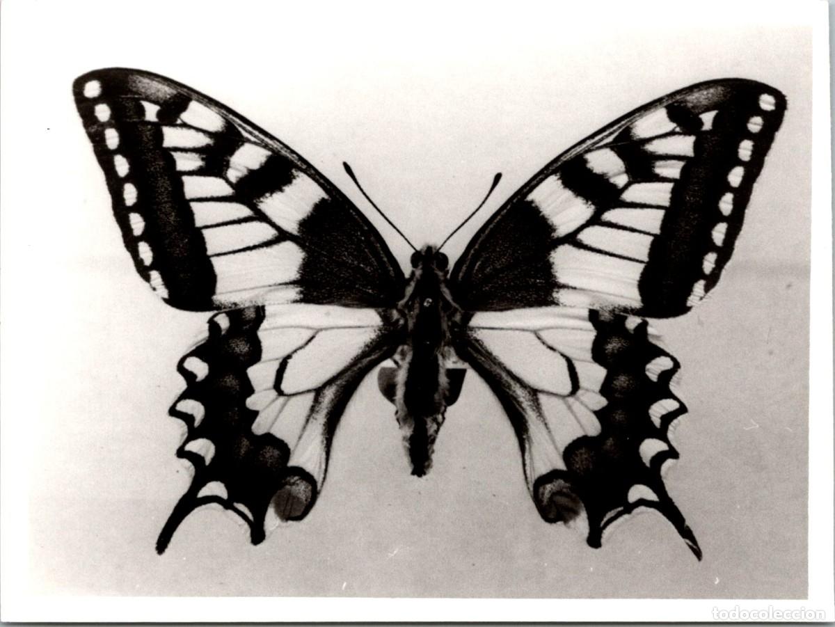 Alte Fotografie: Mariposa - Lepidoptera (22) - Fotograf&iacute;a - 120x89mm