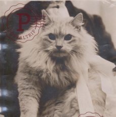 Fotografía antigua: WESTMINSTER CAT SHOW HORTICULTURAL HALL LONDON GATO CHAT KAT CAT 22* 16CM FONDS VICTOR FORBIN