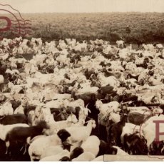 Fotografía antigua: HEARD OF GOATS GEITEN CABRA CAPE TOWN SOUTH AFRICA 20 *15CM FONDS VICTOR FORBIN 1864-1947