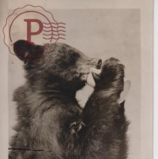 Fotografía antigua: ROCKY MOUNTAINS ZOO THIRSTY BEAR OURS BEARS OSOS BEREN 16*12CM FONDS VICTOR FORBIN 1864-1947
