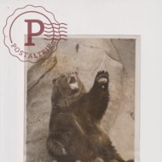 Fotografía antigua: GRIZZLY BEGS AT THE ZOO OURS BEARS OSOS BEREN 20*15CM FONDS VICTOR FORBIN 1864-1947