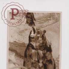 Fotografía antigua: POLAR BEAR ZOO OURS BEARS OSOS BEREN 21*16CM FONDS VICTOR FORBIN 1864-1947