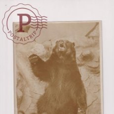 Fotografía antigua: GRIZZLY BEAR ZOO OURS BEARS OSOS BEREN 21*16CM FONDS VICTOR FORBIN 1864-1947