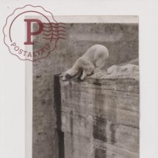 Fotografía antigua: ZOO WHITSUNTIDE BARBARA POLAR BEAR ZOO OURS BEARS OSOS BEREN 25*15CM FONDS VICTOR FORBIN 1864-1947