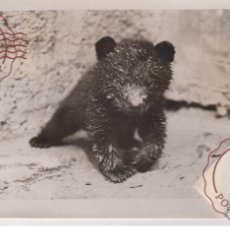 Fotografía antigua: WOOLY BEARS BORN AT THE ZOO OURS BEARS OSOS BEREN 16*12CM FONDS VICTOR FORBIN 1864-1947