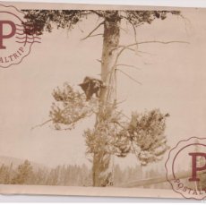 Fotografía antigua: YELLOWSTONE PARK USA OURS BEARS OSOS BEREN 25*20CM FONDS VICTOR FORBIN 1864-1947