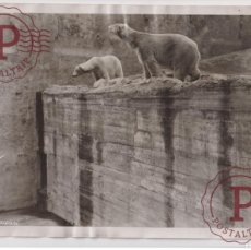 Fotografía antigua: ZOO AT WHITSUNTIDE POLAR BEARS OURS BEARS OSOS BEREN 25*20CM FONDS VICTOR FORBIN 1864-1947