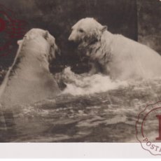 Fotografía antigua: POLAR ICE IJSBEER BEAR BEER OSO OURS AMINEAU ANIMALS 16*10CM FONDS VICTOR FORBIN 1864-1947