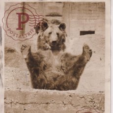 Fotografía antigua: POSING FOR HIS PORTRAIT ZOO BEAR BEER OSO OURS AMINEAU ANIMALS 21*16CM FONDS VICTOR FORBIN 1864-19