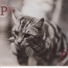 Fotografía antigua: CHAT CAT GATO POES SOUTHERN COUNTRIES SHOW LONDON AMINEAU ANIMALS 21*16CM FONDS VICTOR FORBIN 1864-