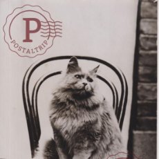 Fotografía antigua: CHAT CAT GATO POES BAYSWATER AMINEAU ANIMALS 21*16CM FONDS VICTOR FORBIN 1864-1947