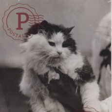 Fotografía antigua: CHAT CAT GATO POES AMINEAU ANIMALS 21*16CM FONDS VICTOR FORBIN 1864-1947