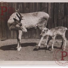 Fotografía antigua: BABY ZOO ANIMAUX ANIMALS ANIMALES REINDEER RENNE RENDIER 21*16CM FONDS VICTOR FORBIN 1864-1947