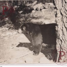 Fotografía antigua: JASPER PARK CANADA BEAR OURS BEER OSSO CANADIAN NATIONAL RAILWAYS ANIMALS ANIMALES 25*20CM FONDS VIC