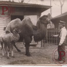 Fotografía antigua: BABY CAMEL MENAGARIE CENTRAL PARK NEW YORK USA ZOO BABY ANIMALS ANIMALES 25*20CM FONDS VICTOR FORBI