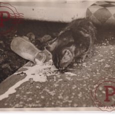 Fotografía antigua: CAT THIEF SOUTHEND CHAT POES KAT KATZE ANIMALS ANIMALES 20*17CM FONDS VICTOR FORBIN 1864-1947