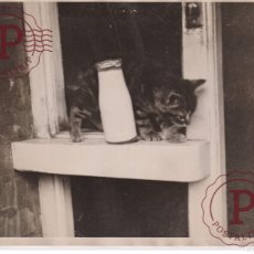 Fotografía antigua: CAT THIEF SOUTHEND CHAT POES KAT KATZE ANIMALS ANIMALES 20*17CM FONDS VICTOR FORBIN 1864-1947