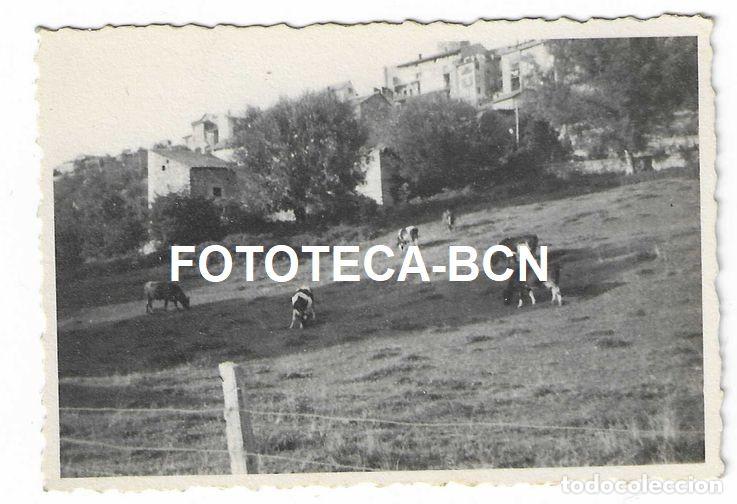 Fotografia antica: FOTO ORIGINAL PUIGCERDA VACAS PASTURANDO A&Ntilde;O 1953