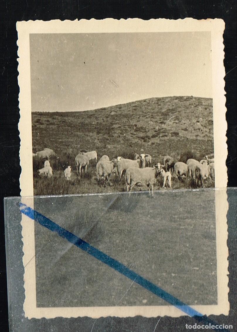 Fotograf&iacute;a antigua: 1934 9/12 1 foto b/n MONTSENY ''COLLFORMIC'' I RAMAT