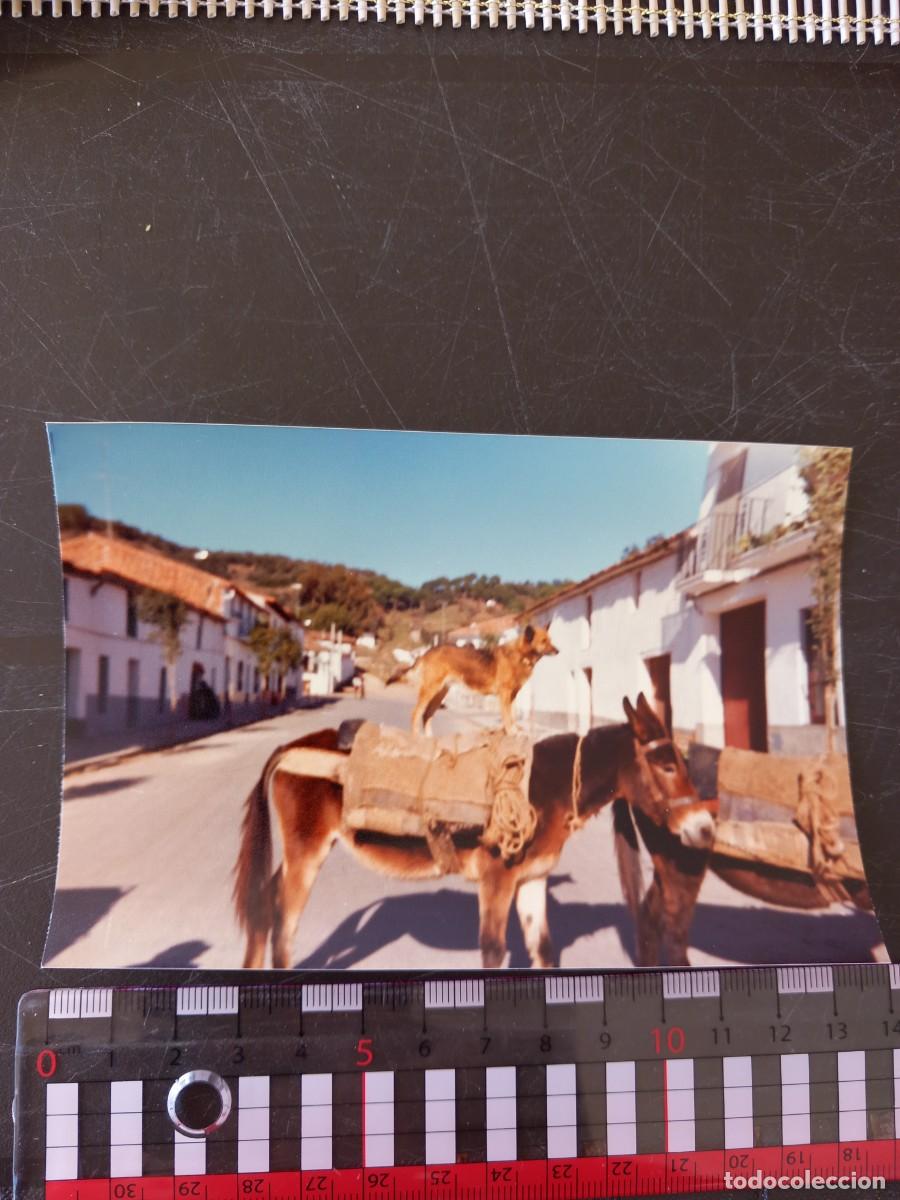 Fotograf&iacute;a antigua: Perro en lo alto de un burro. 1980
