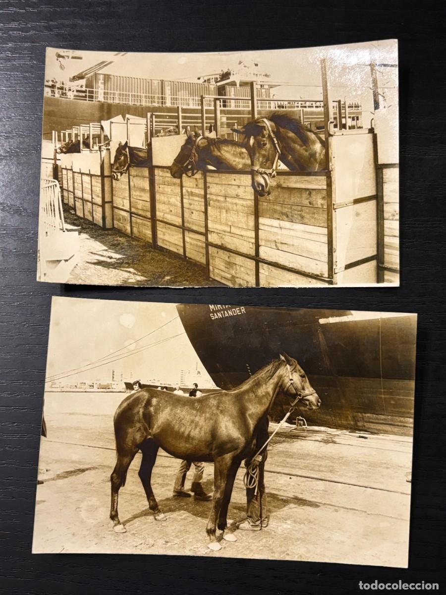 Fotograf&iacute;a antigua: LOTE DE 2 FOTOS. MUELLE DE CADIZ. EMBARQUE DE CABALLOS EN EL MUELLE. FOTOS JUMAN