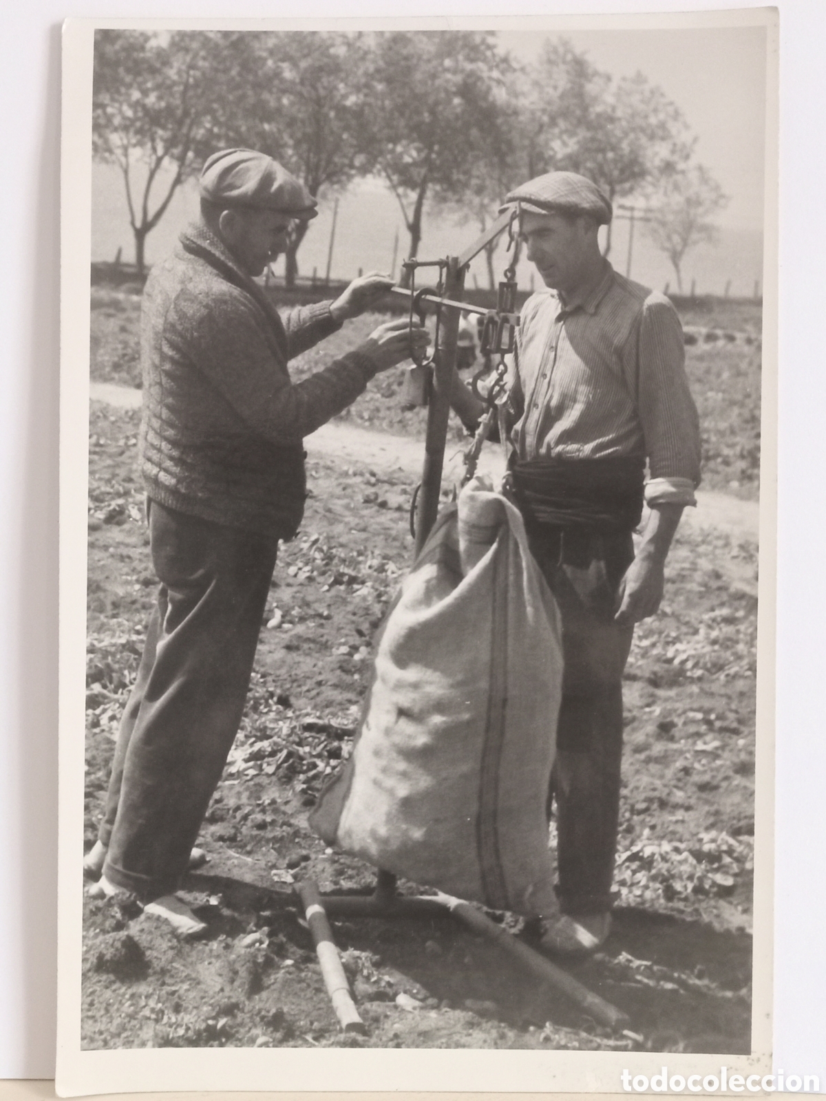 Fotograf&iacute;a antigua: Foto costumbrismo. Pesando patatas con romana. 18 x 12 ctm
