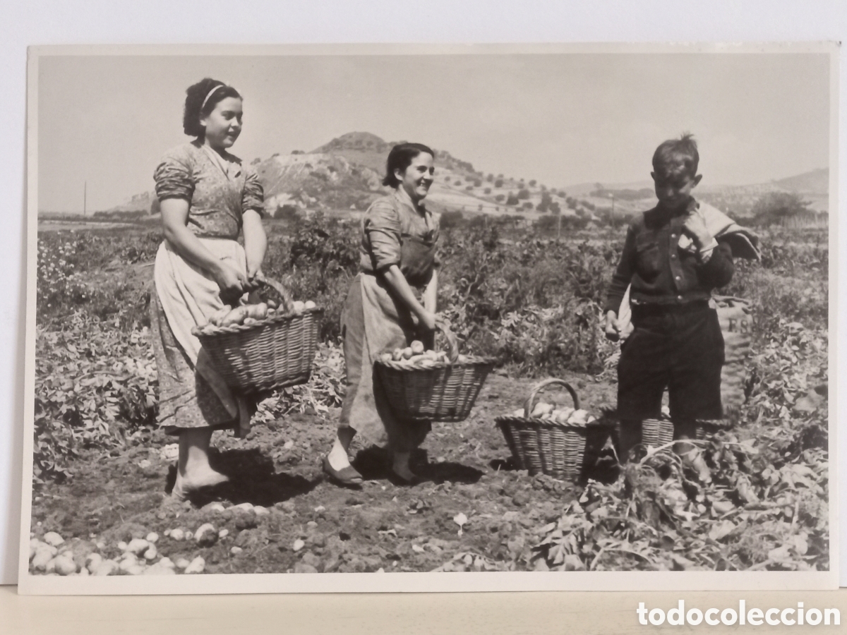 Fotograf&iacute;a antigua: Foto costumbrista. Recolectando patata. 18 x 12 ctms. Arxiu Catalunya