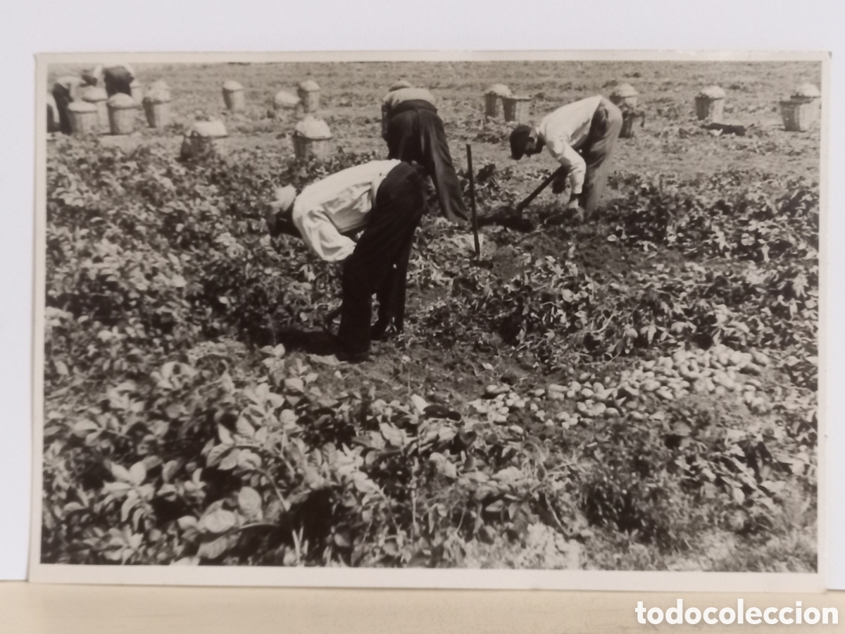 Fotograf&iacute;a antigua: Foto costumbrista. Recoleta de patata. 18 x 12 ctm. Arxiu Catalunya