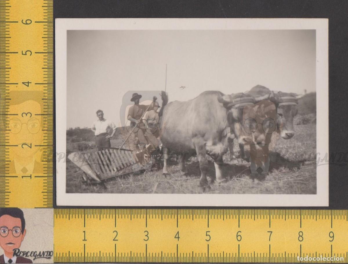 Fotograf&iacute;a antigua: HOMBRES JORNALEROS SEGANDO CON BUEYES - FOTO ANTIGUA A&Ntilde;OS 50 - SIEGA CEREAL CAMPO AGRICULTURA