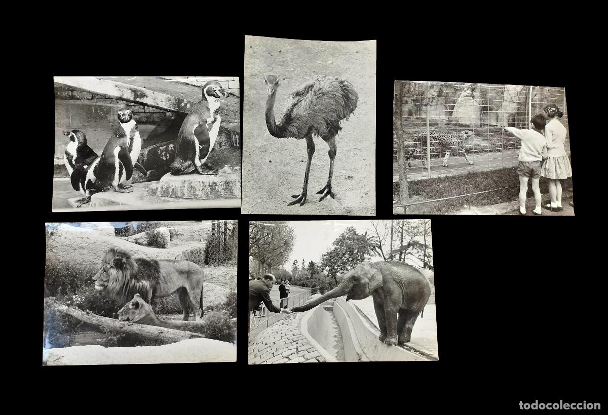 Fotograf&iacute;a antigua: LOTE DE 5 ANTIGUAS FOTOGRAF&Iacute;AS DE ANIMALES PARA ILUSTRACI&Oacute;N DE REVISTAS. ESPA&Ntilde;A. 1950-1960