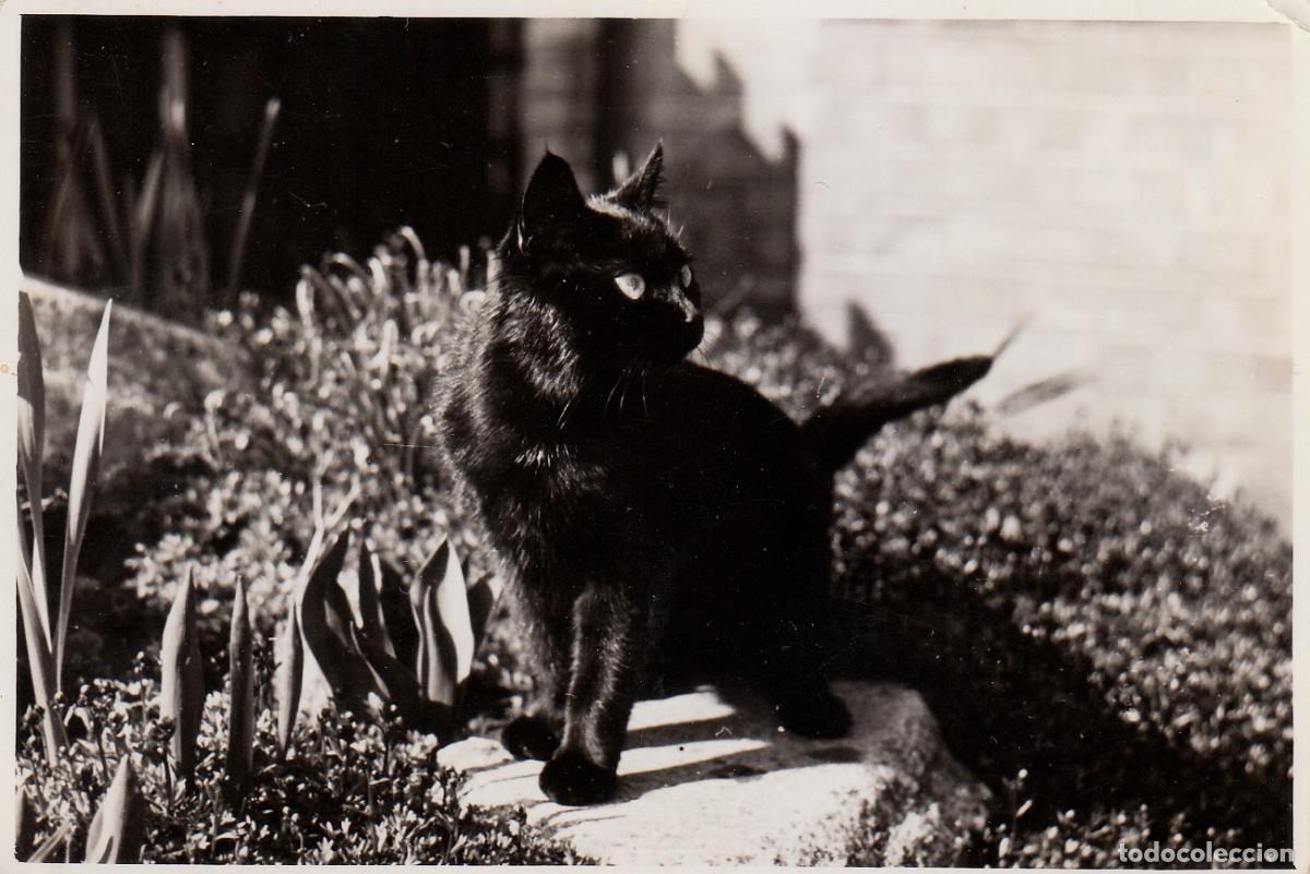 Fotograf&iacute;a antigua: Preciosa foto. Gato negro. A&ntilde;os 50-60 sf