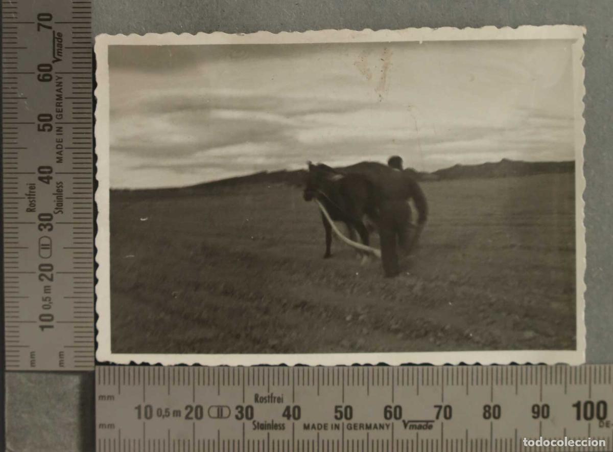 Fotografia antica: FOTOGRAFIA. CAMPESINO ARANDO &iquest; TERUEL?