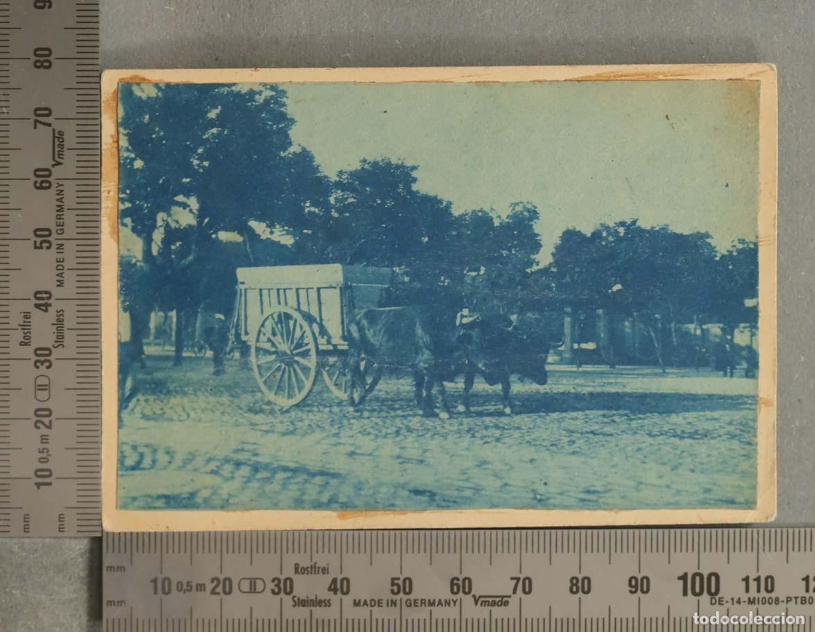 Fotograf&iacute;a antigua: FOTOGRAFIA CIANOTIPIA. CARRO TIRADO POR BUEYES. MADRID JARDIN BOTANICO. HACIA 1890