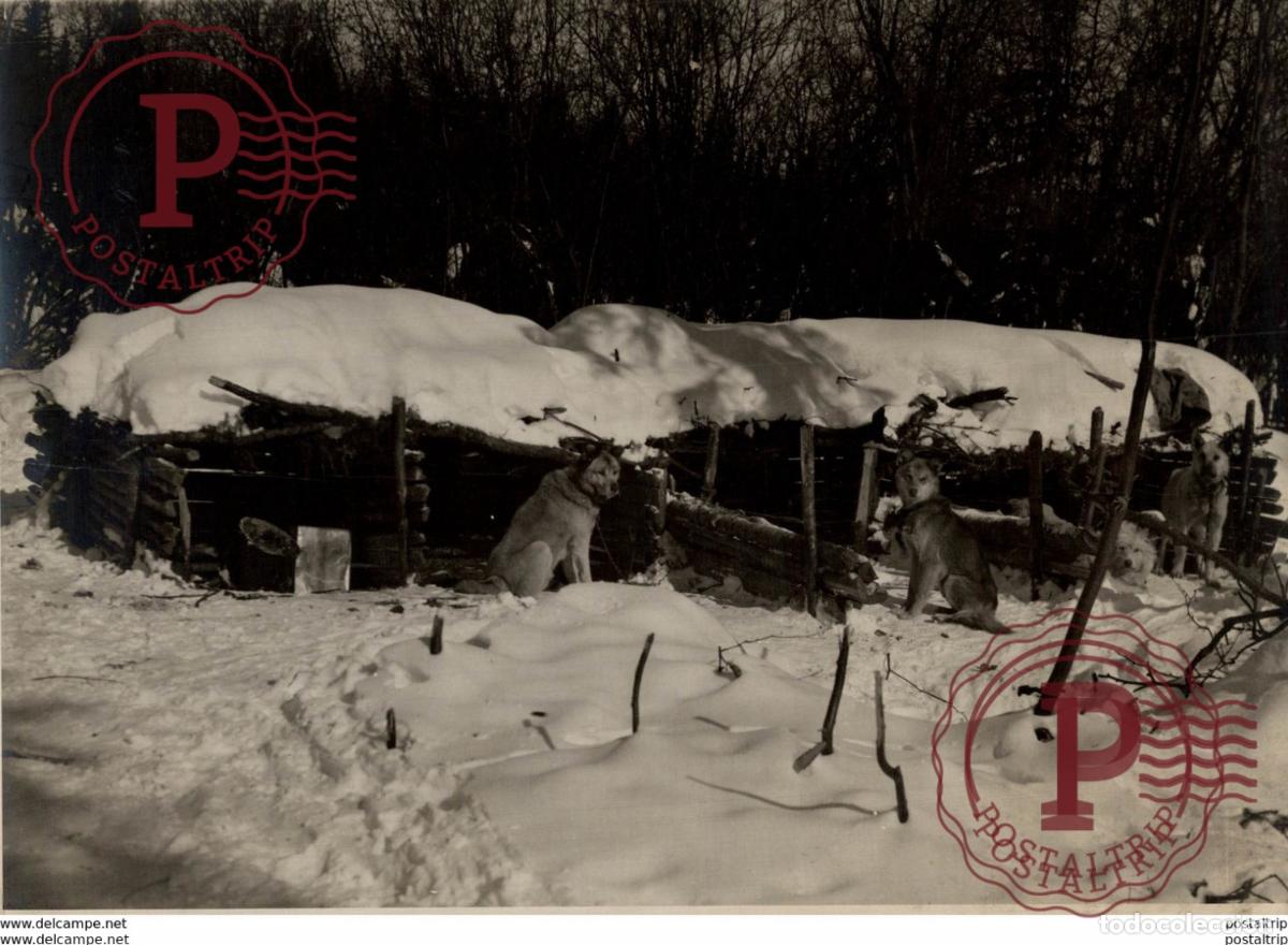 Fotograf&iacute;a antigua: CANADIAN PHOTO CHEMIN DE FER NATIONAL DU CANADA PACIFIC RAILWAY CHIENS DOGS Canada Fonds Victor
