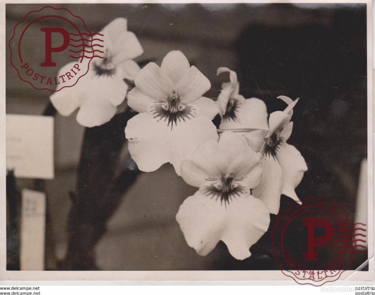 Fotografia antiga: Royal Horticultural Societys Slower Show Bot&aacute;nica Botany Botanique Botanik Fonds Victor FORBIN 18