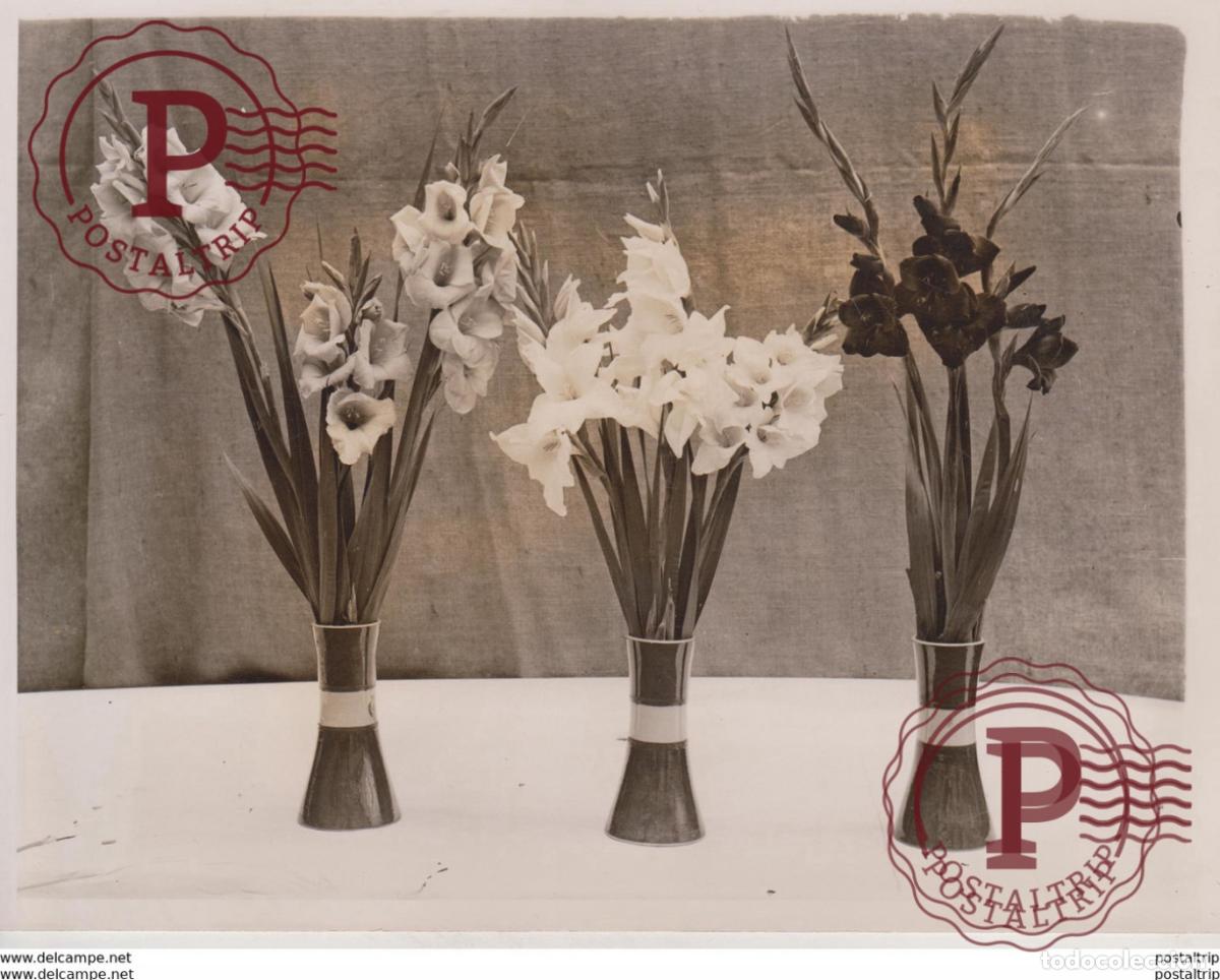 Fotografia antiga: Flower Show at Royal Horticultural Hall Bot&aacute;nica Botany Botanique Botanik Fonds Victor FORBIN 1864-