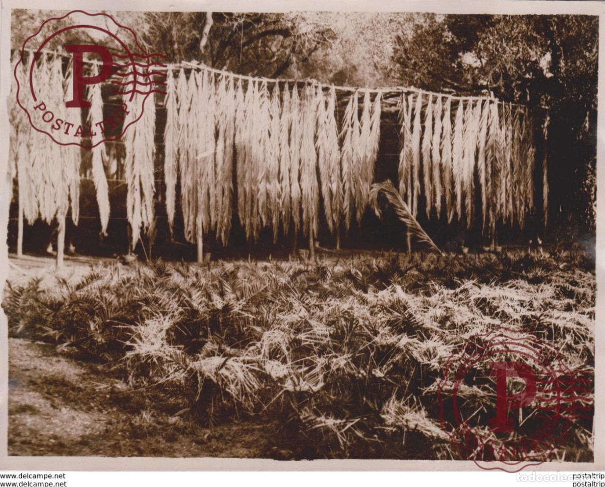Fotografia antiga: Roofs For Gardens Bot&aacute;nica Botany Botanique Botanik Fonds Victor FORBIN 1864-1947