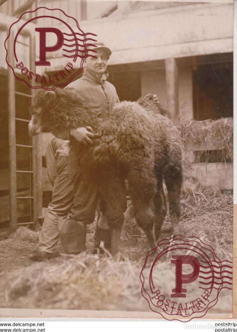 Fotografia antica: HAMBURG SS BAYERN 1923 CHAMEAU KAMEL KAMEEL CAMEL CAMELLO AMINEAU ANIMALS 20*15CM Fonds Victor FORB