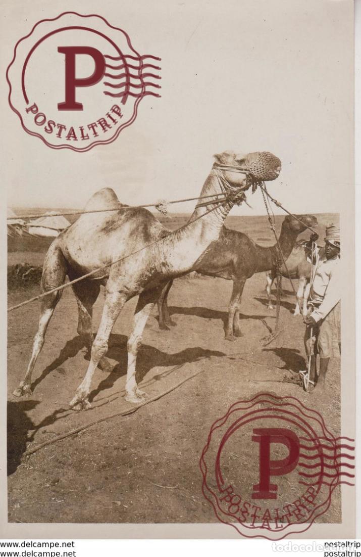 Alte Fotografie: EGYPT EGYPTO EGYPTIAN OFFICIAL CHAMEAU KAMEL KAMEEL CAMEL CAMELLO AMINEAU ANIMALS 20*15CM Fonds Vic