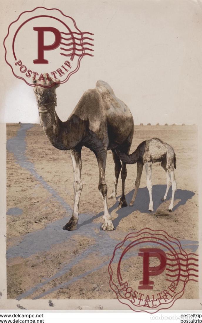Fotografia antica: EGYPT EGYPTO EGYPTIAN OFFICIAL CHAMEAU KAMEL KAMEEL CAMEL CAMELLO AMINEAU ANIMALS 20*15CM Fonds Vic