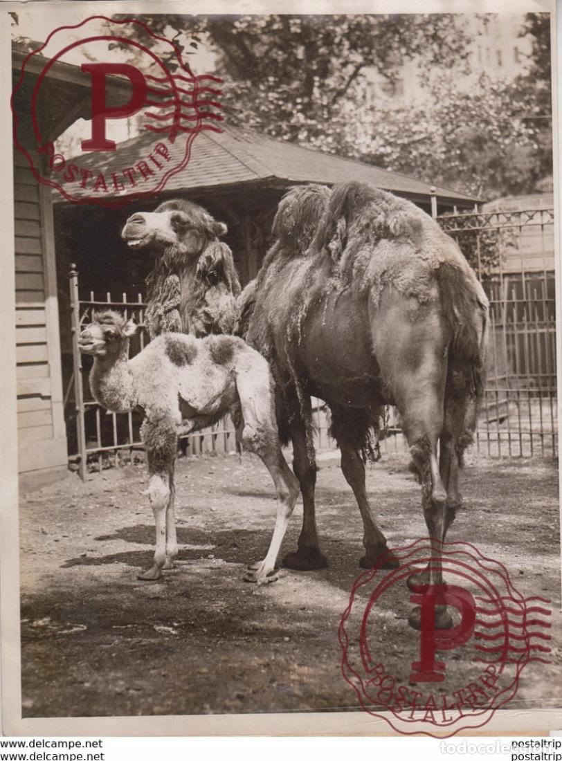 Fotografia antica: CENTRAL PARK ZOO NEW YORK USA CHAMEAU KAMEL KAMEEL CAMEL CAMELLO AMINEAU ANIMALS 21*16CM Fonds Vict